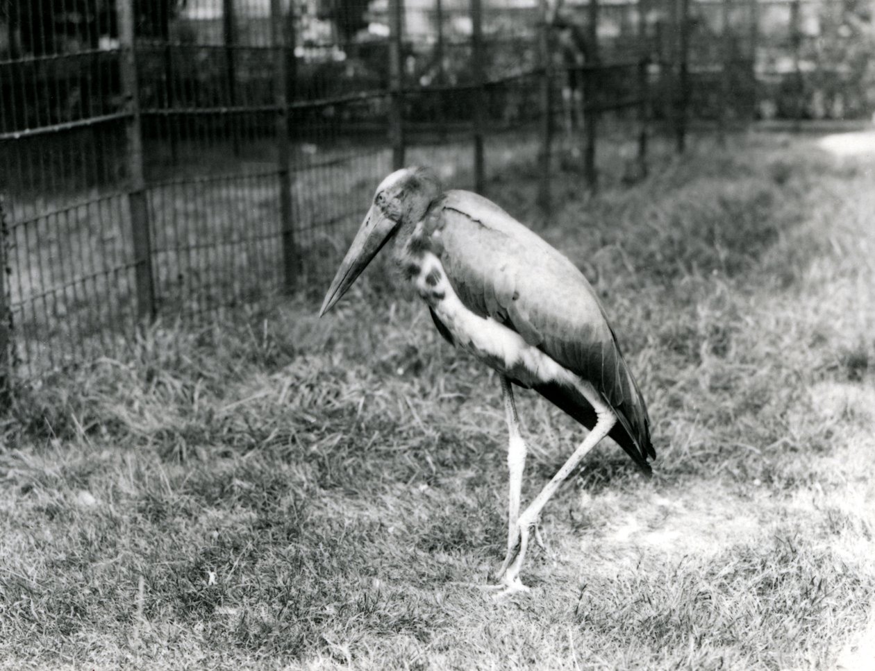 Un adjutante de Java, de pie en el Zoológico de Londres, septiembre de 1923 de Frederick William Bond