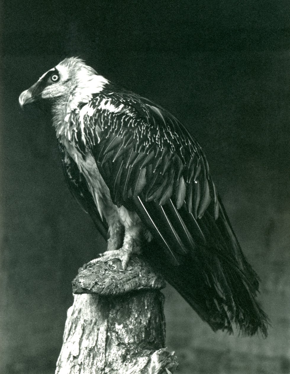 Un quebrantahuesos en el zoológico de Londres, junio de 1914 de Frederick William Bond