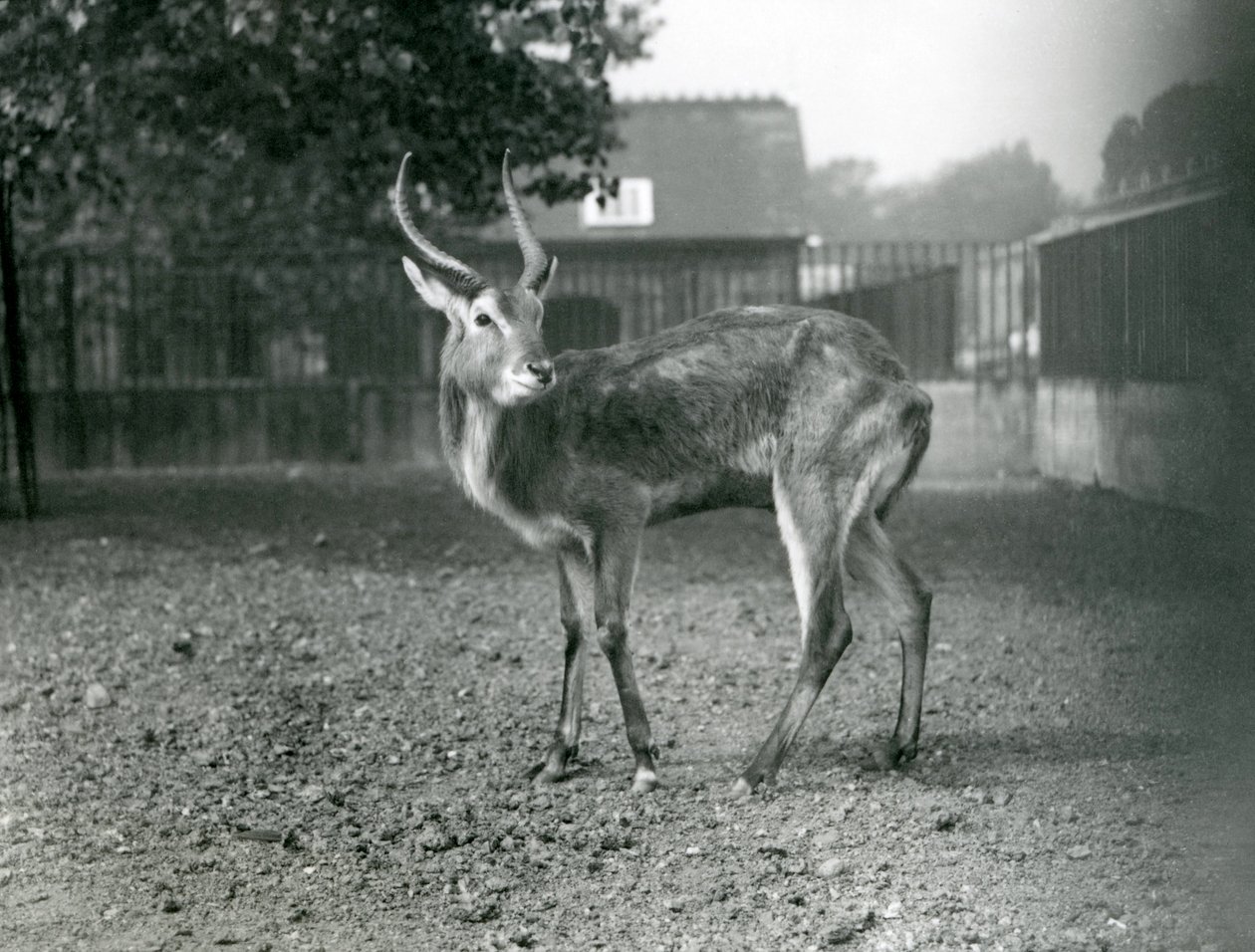 Un Lechwe en el Zoológico de Londres, septiembre de 1921 de Frederick William Bond