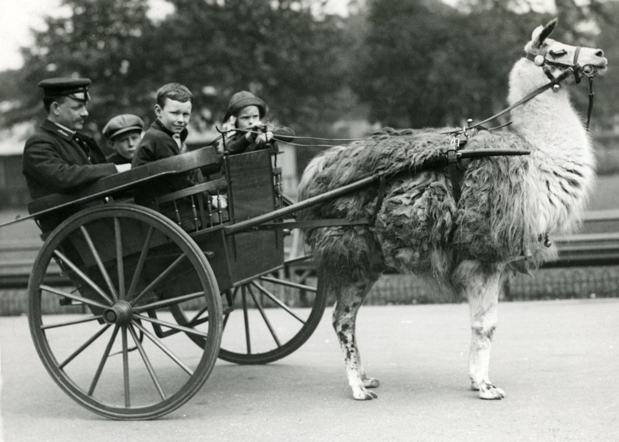 Paseo en Carro de Llama con cuidador y niños en el Zoológico de Londres, Mayo 1914 de Frederick William Bond