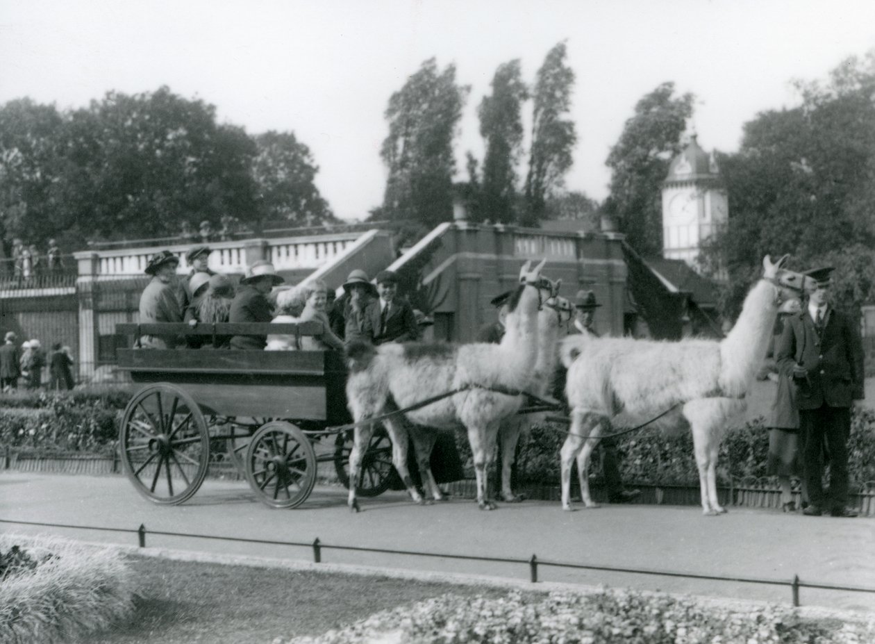 Un paseo en carro de llamas para visitantes con tres llamas guiadas por cuidadores, Zoológico de Londres, agosto de 1923 de Frederick William Bond