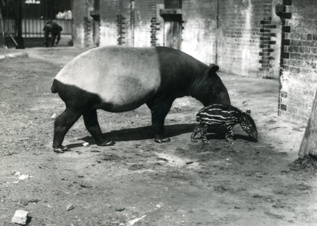 Un tapir malayo con su bebé de 4 días en el Zoológico de Londres, julio de 1921 de Frederick William Bond