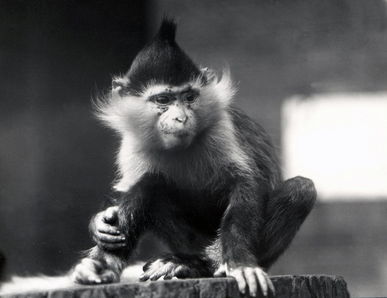 Un mono Mangabey, Freckles, en el Zoológico de Londres, julio de 1925 de Frederick William Bond