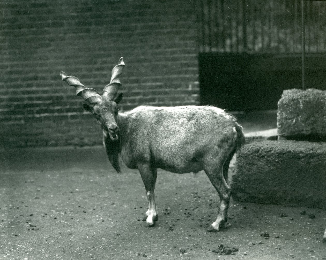 Un Markhor en el Zoológico de Londres, junio de 1914 de Frederick William Bond