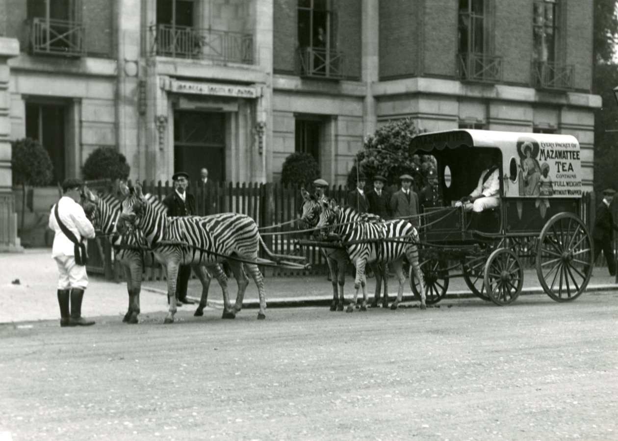 Un carro de té Mazawattee, tirado por un equipo de cebras, fuera de las oficinas del Zoological Society of London en Regent