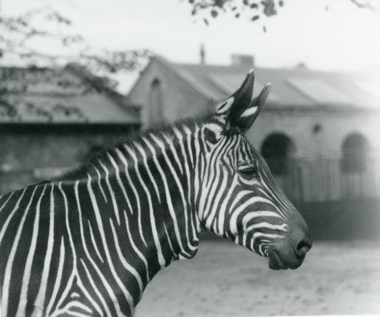Cebra de montaña en el zoológico de Londres, septiembre de 1921 de Frederick William Bond
