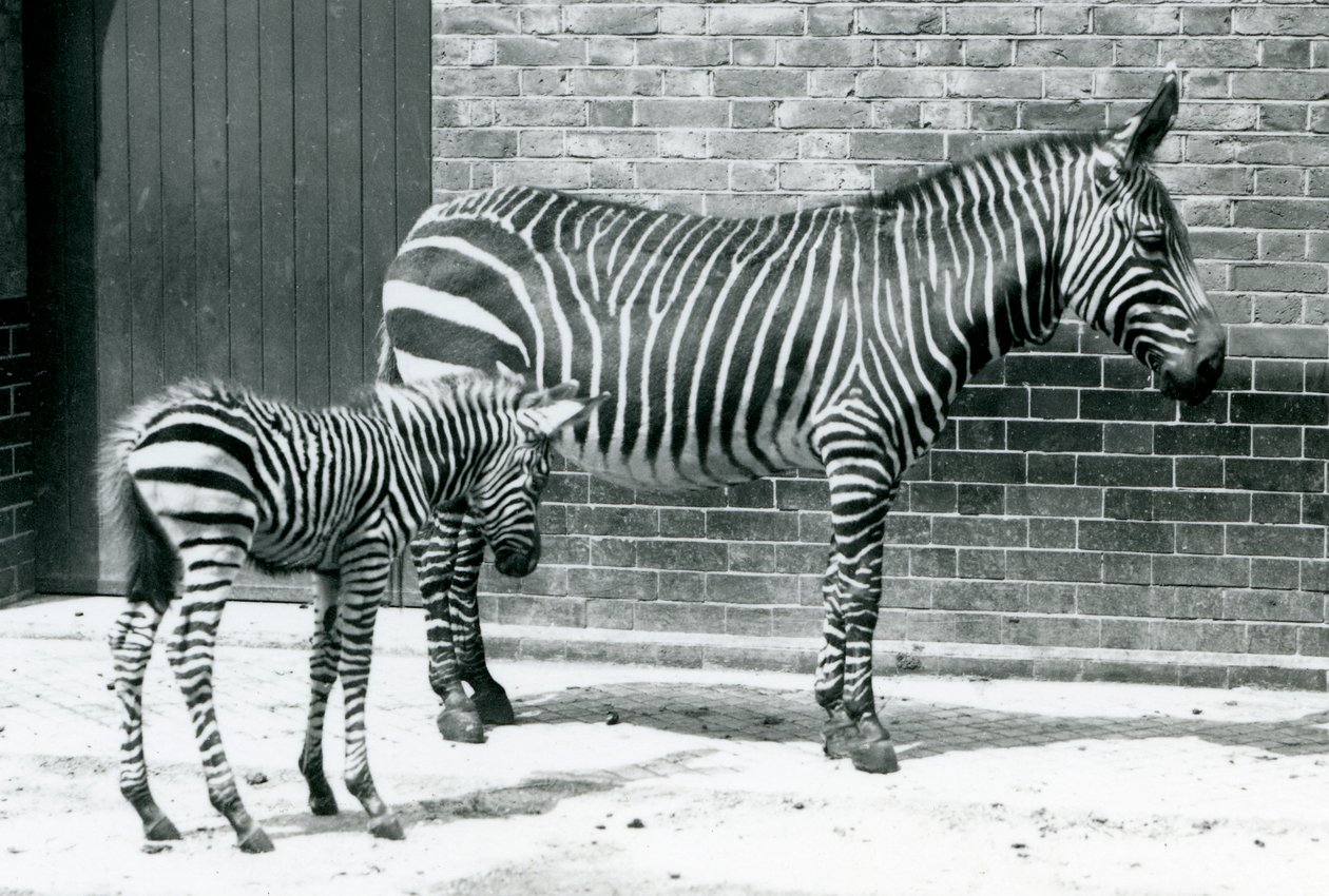 Una Cebra de Montaña con su potro híbrido (Cebra de Chapman x Cebra de Montaña) en el Zoológico de Londres, 1915 de Frederick William Bond