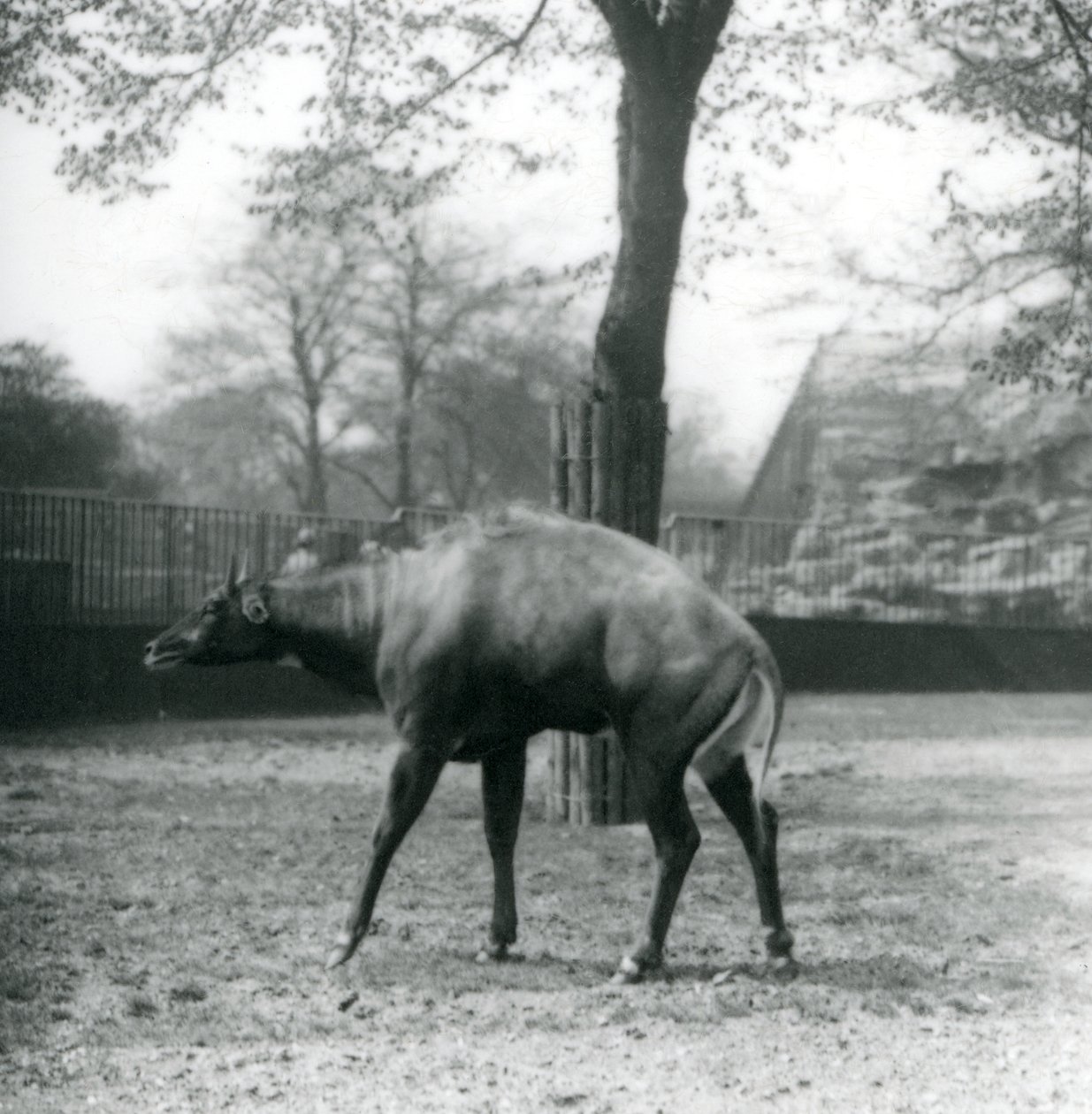 Un Nilgai, o antílope asiático en el Zoológico de Londres, abril de 1923 de Frederick William Bond