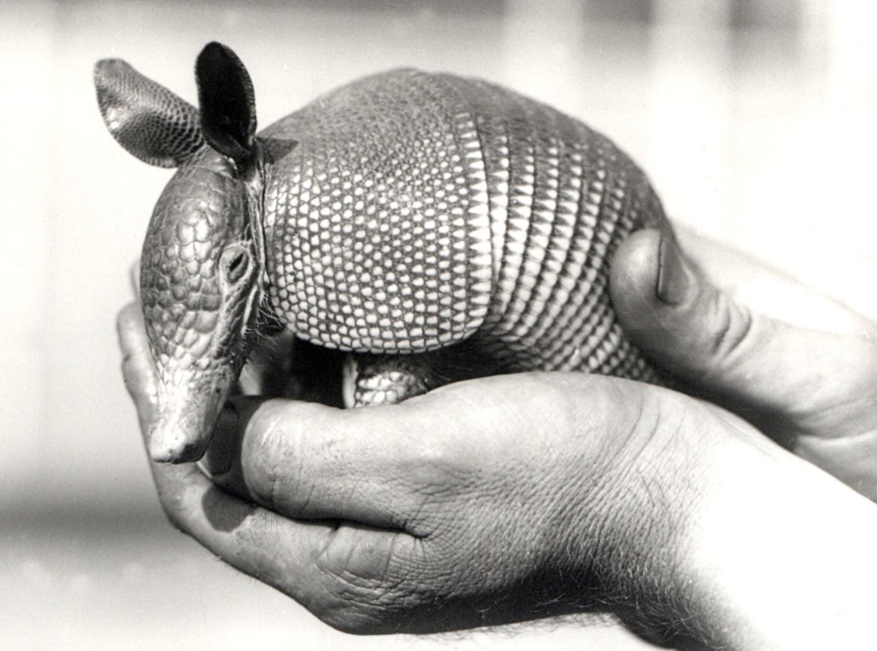Un armadillo de nueve bandas, o armadillo de nariz larga de nueve bandas, circa agosto 1926 de Frederick William Bond