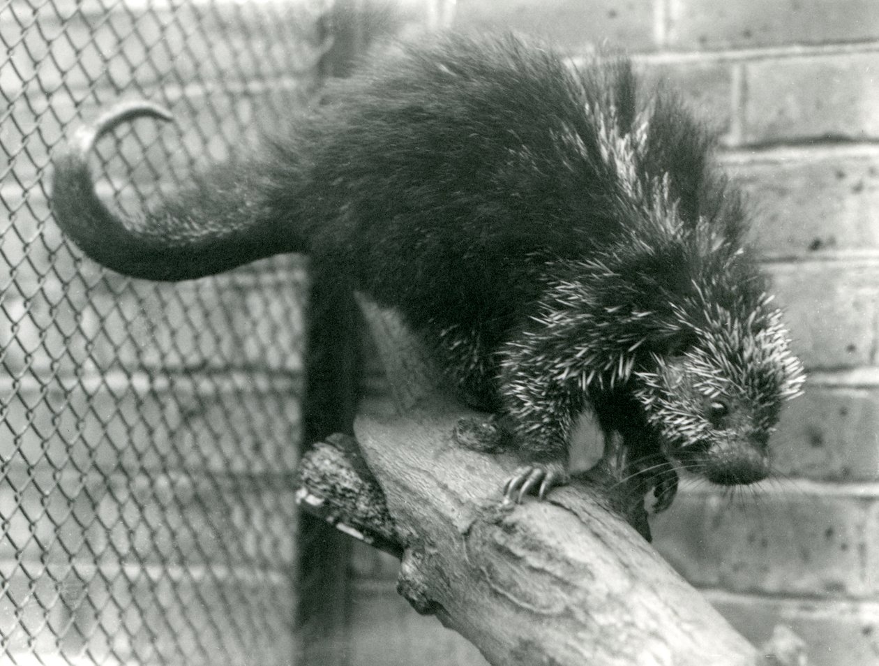 Un puercoespín norteamericano, en una rama en su recinto, en el Zoológico de Londres en 1923 de Frederick William Bond