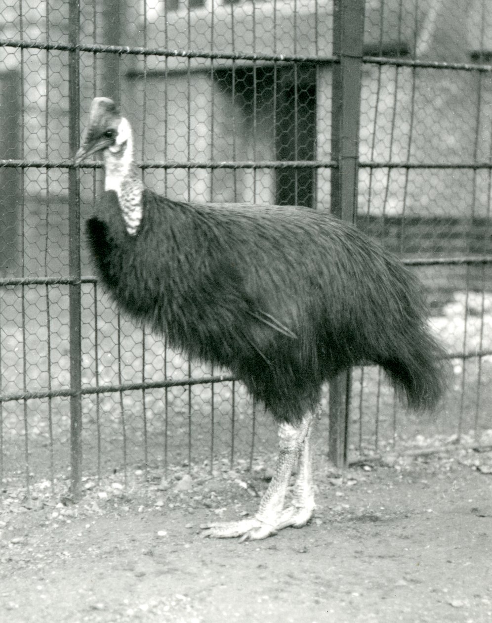 Un casuario del norte en el Zoológico de Londres, octubre de 1914 de Frederick William Bond