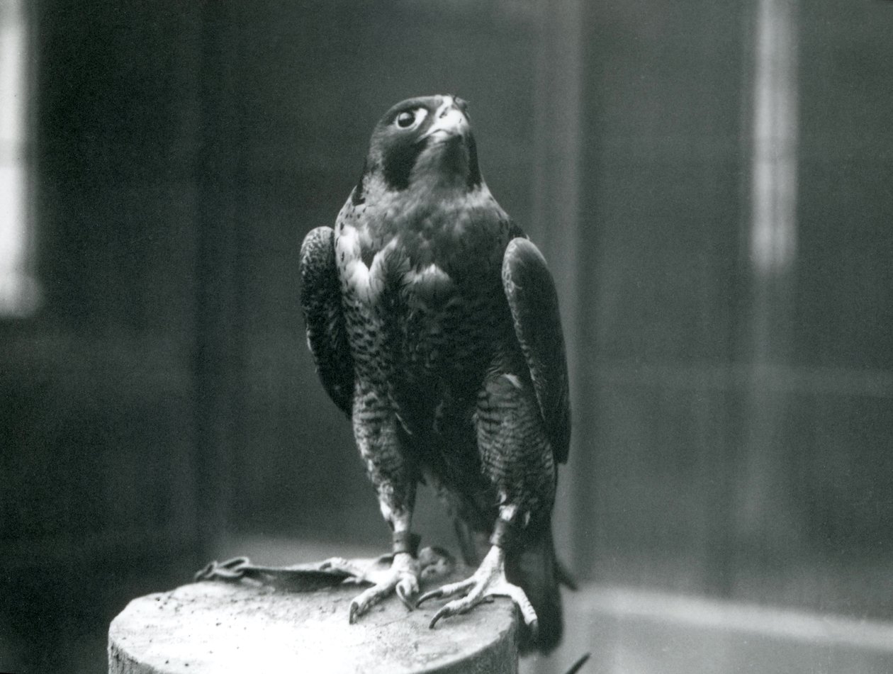 Un halcón peregrino en el Zoológico de Londres, enero de 1922 de Frederick William Bond