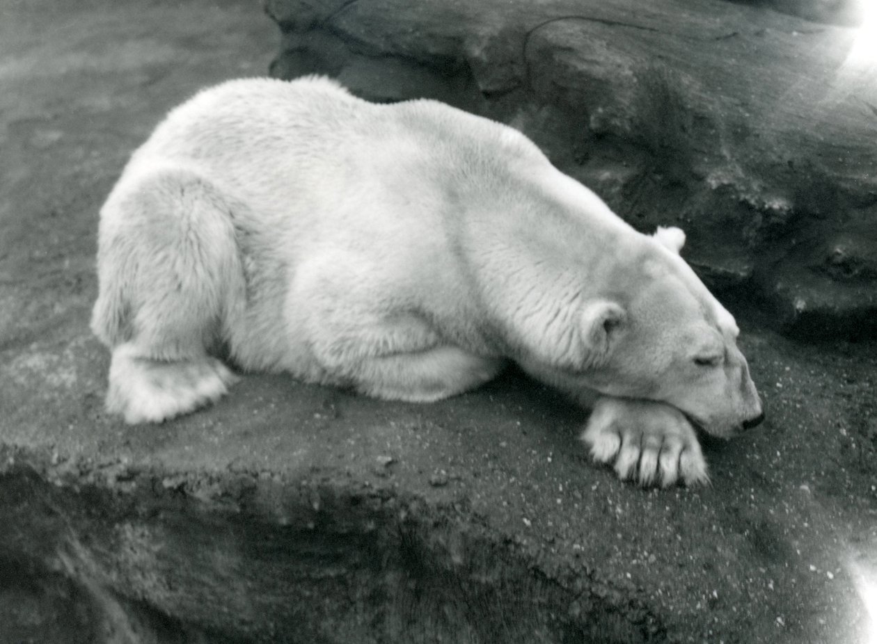 Un oso polar descansando con la cabeza sobre su pata en el Zoológico de Londres, octubre de 1920 de Frederick William Bond