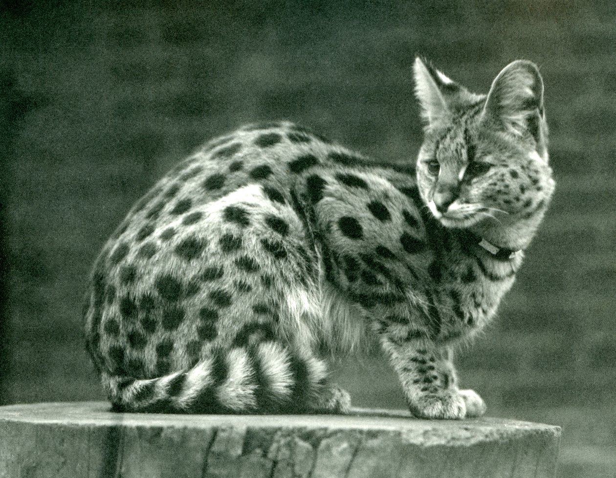 Un serval en el zoológico de Londres, 1923 de Frederick William Bond