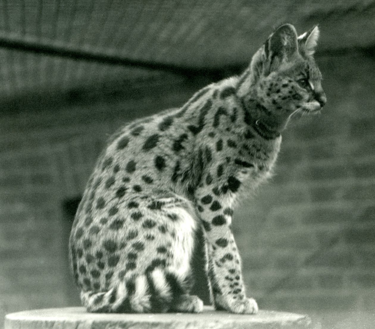 Un serval en el zoológico de Londres, 1923 de Frederick William Bond