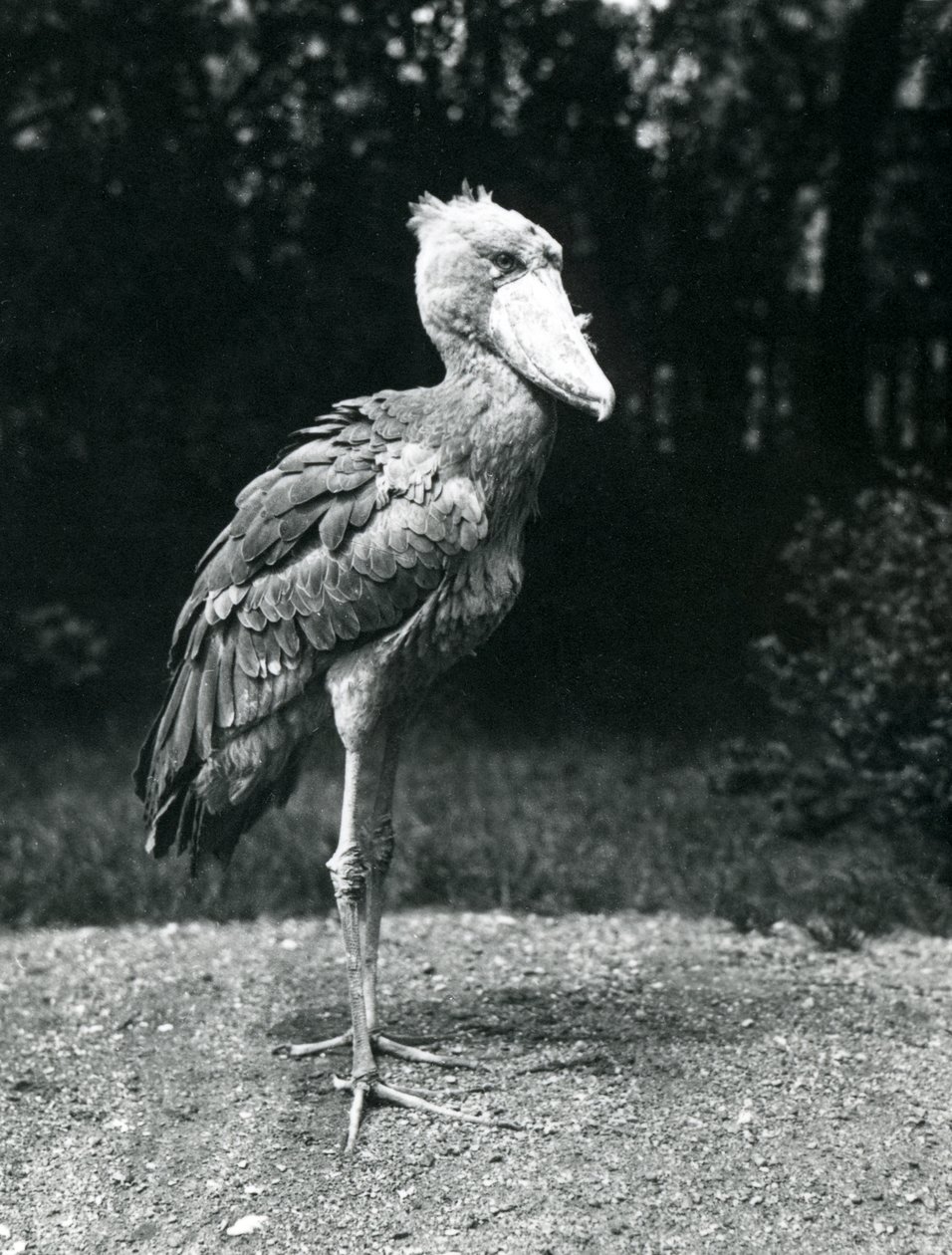 Un picozapato o cigüeña ballenera en el zoológico de Londres, junio de 1914 de Frederick William Bond