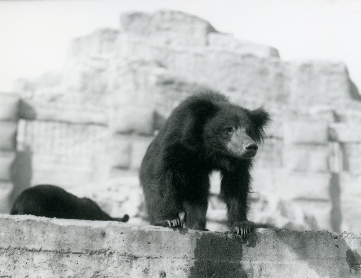 Un oso perezoso mira desde su recinto frente a las terrazas Mappin, Zoológico de Londres, septiembre de 1914 de Frederick William Bond