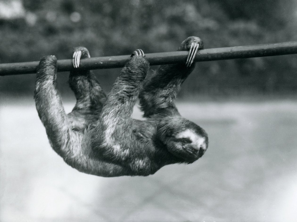 Un Perezoso de Tres Dedos avanza lentamente por un poste en el Zoológico de Londres, c.1913 de Frederick William Bond
