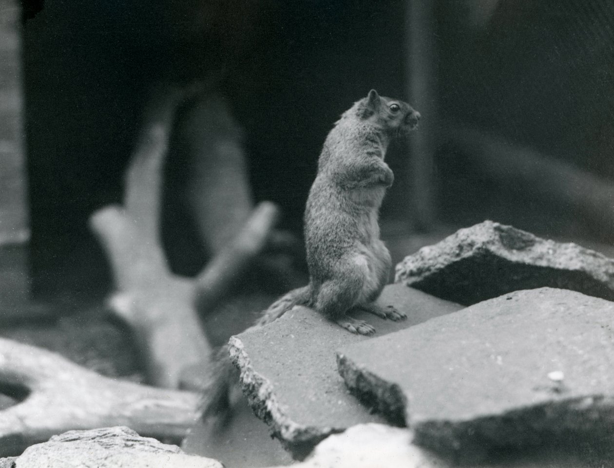 Una Ardilla Vulpina o de Zorro posada en rocas en el Zoológico de Londres. Agosto 1916. de Frederick William Bond