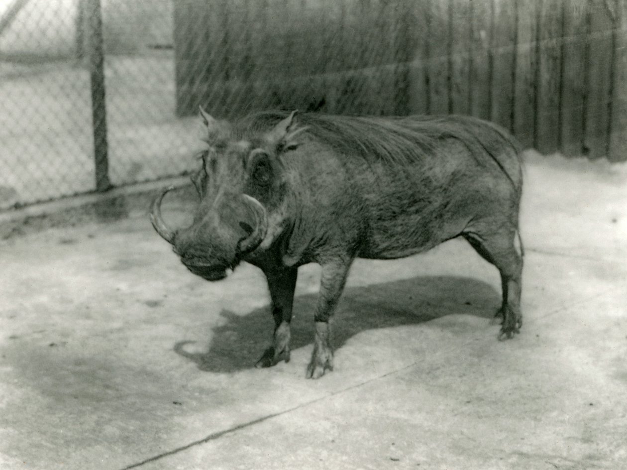Un jabalí verrugoso, Zoológico de Londres, 1923 de Frederick William Bond