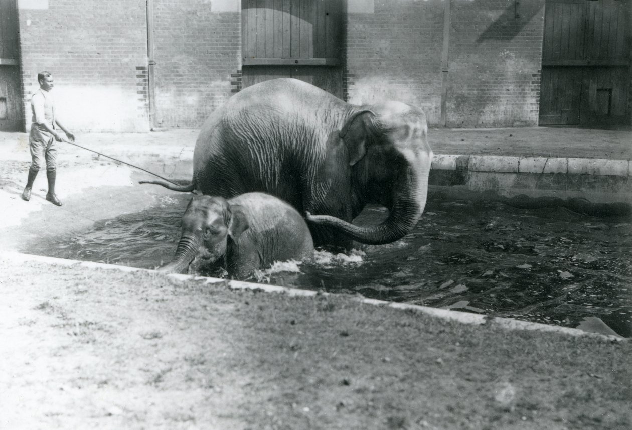 Un elefante asiático bebé y una hembra adulta, Lukhi, bañándose en su piscina, con su entrenador al lado de la piscina, 1923 de Frederick William Bond