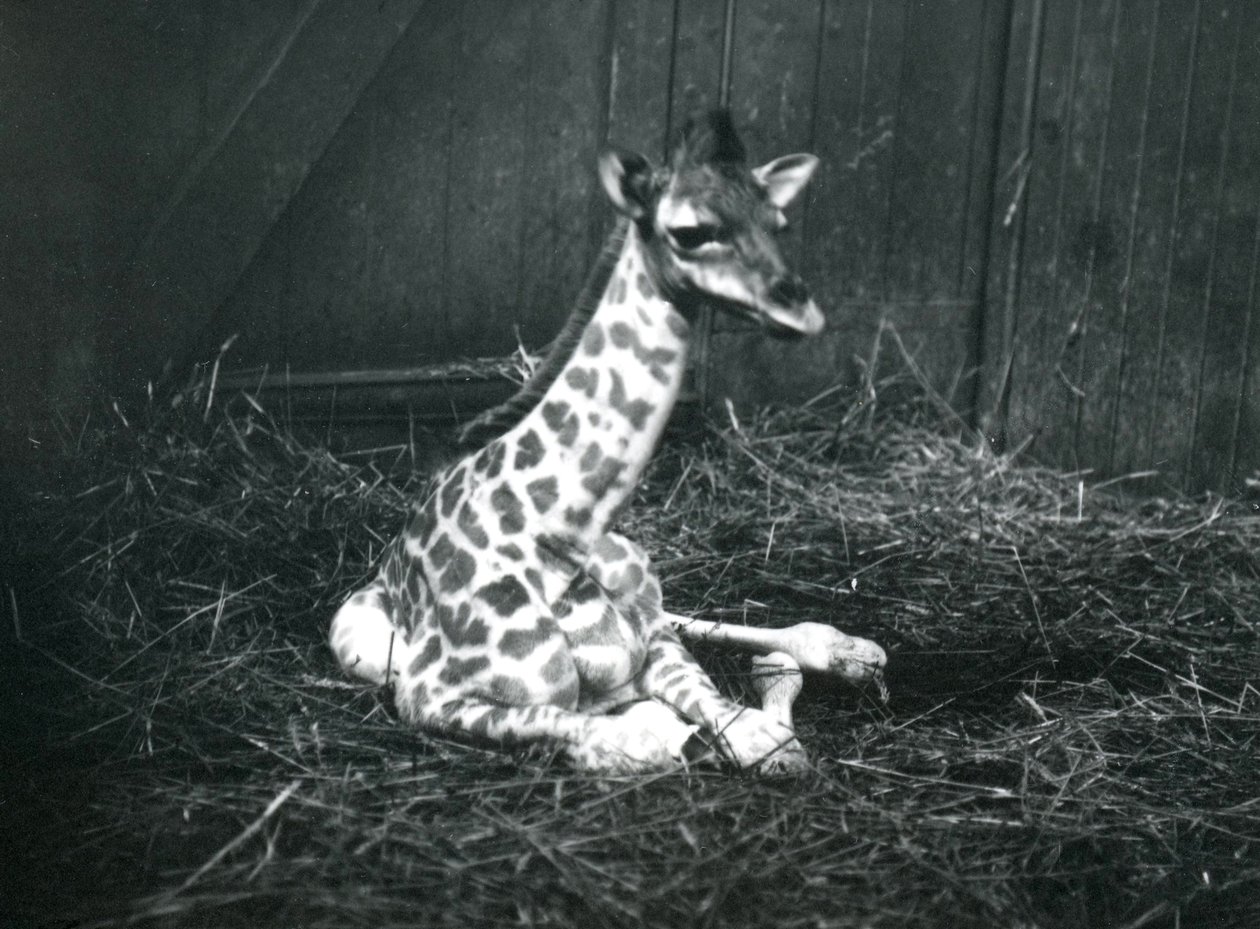 Una jirafa bebé, de unas 7 horas de edad, sentada entre heno en el Zoológico de Londres, marzo de 1913 de Frederick William Bond