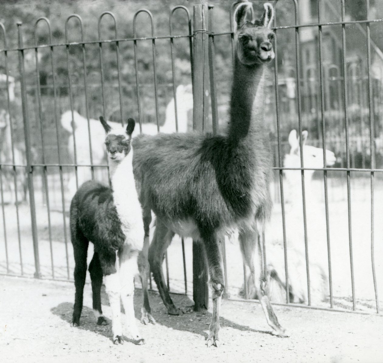 Una cría de llama con su madre en el Zoológico de Londres, agosto de 1923 de Frederick William Bond