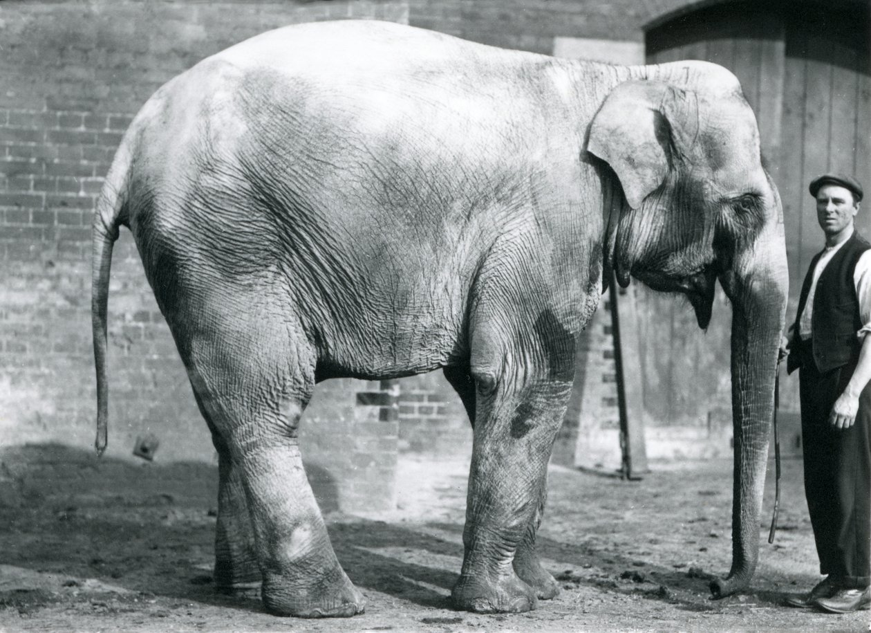 Una elefanta india 