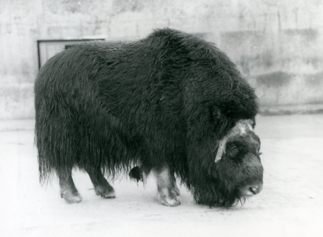 Una hembra de buey almizclero en el Zoológico de Londres, abril de 1923 de Frederick William Bond