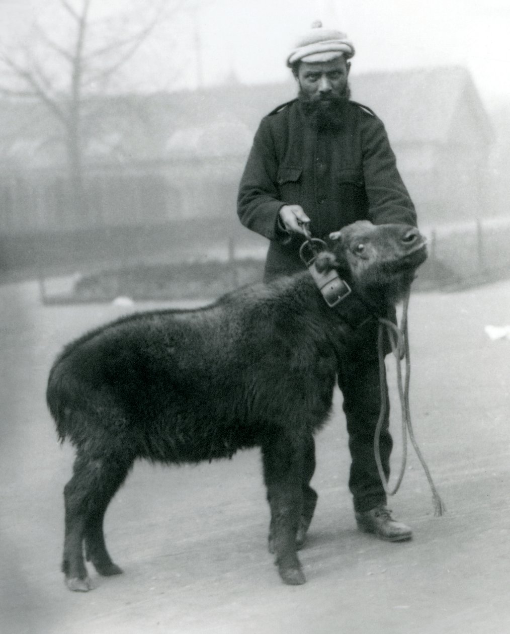 Una hembra de takin, también conocida como chamois de ganado o cabra gnu, con su manejador, Zoológico de Londres, abril de 1923 de Frederick William Bond
