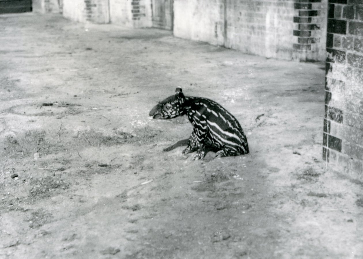 Un Tapir Malayo de cuatro días en el Zoológico de Londres, Julio de 1921 de Frederick William Bond