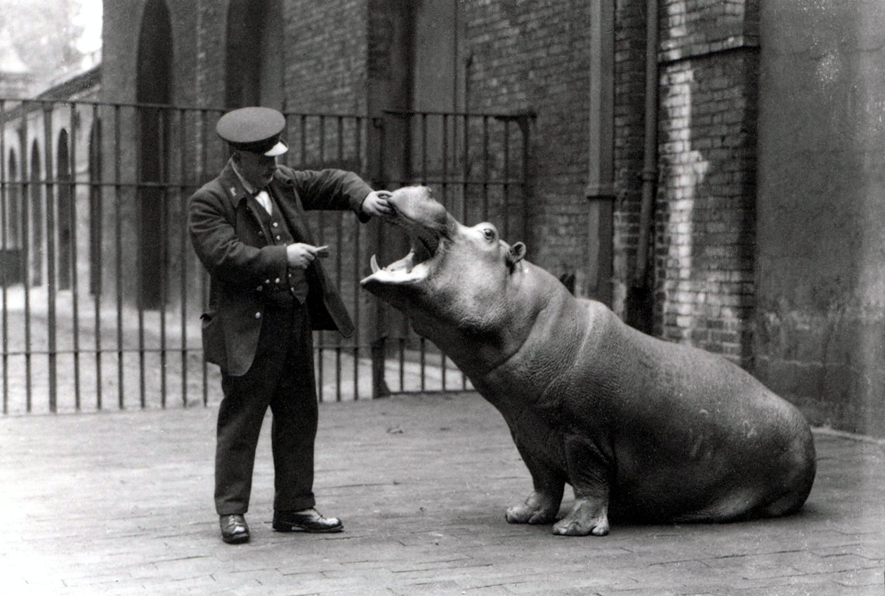 Un cuidador, Ernie Bowman, y Bobbie el hipopótamo en el Zoológico de Londres, 1923 de Frederick William Bond