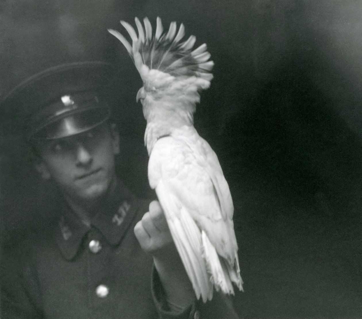 Un cuidador sostiene un joven cacatúa en el zoológico de Londres, septiembre de 1921 de Frederick William Bond