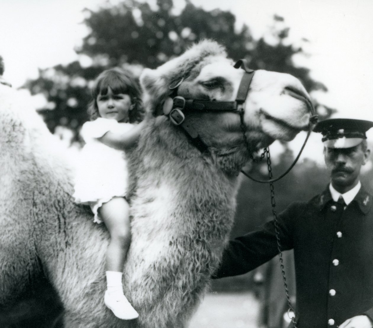 Un cuidador con un camello bactriano que está dando un paseo a una niña en su cuello, zoológico de Londres, septiembre de 1922 de Frederick William Bond
