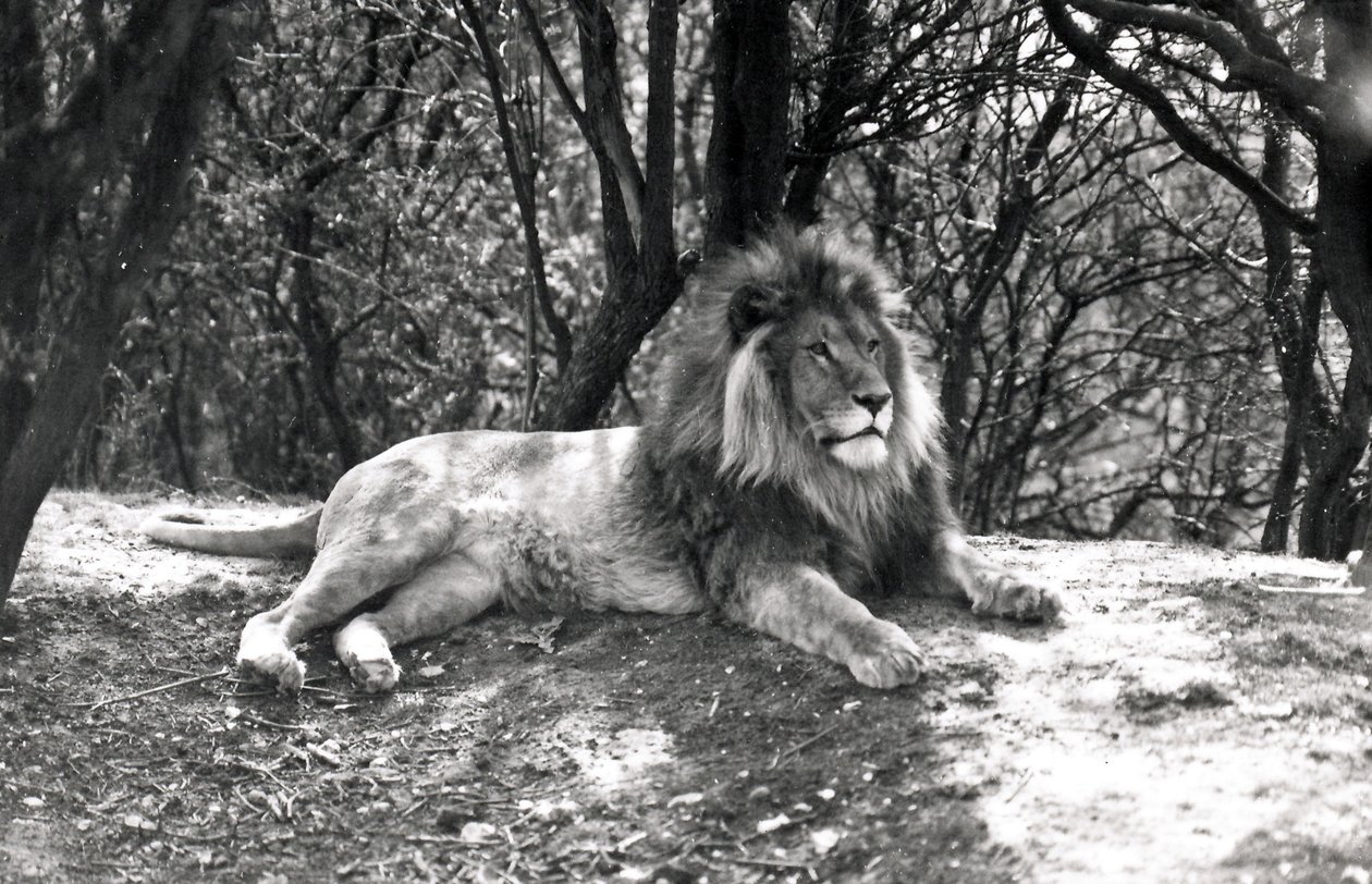 Un león acostado fotografiado en el Zoológico de Whipsnade, 1935 de Frederick William Bond