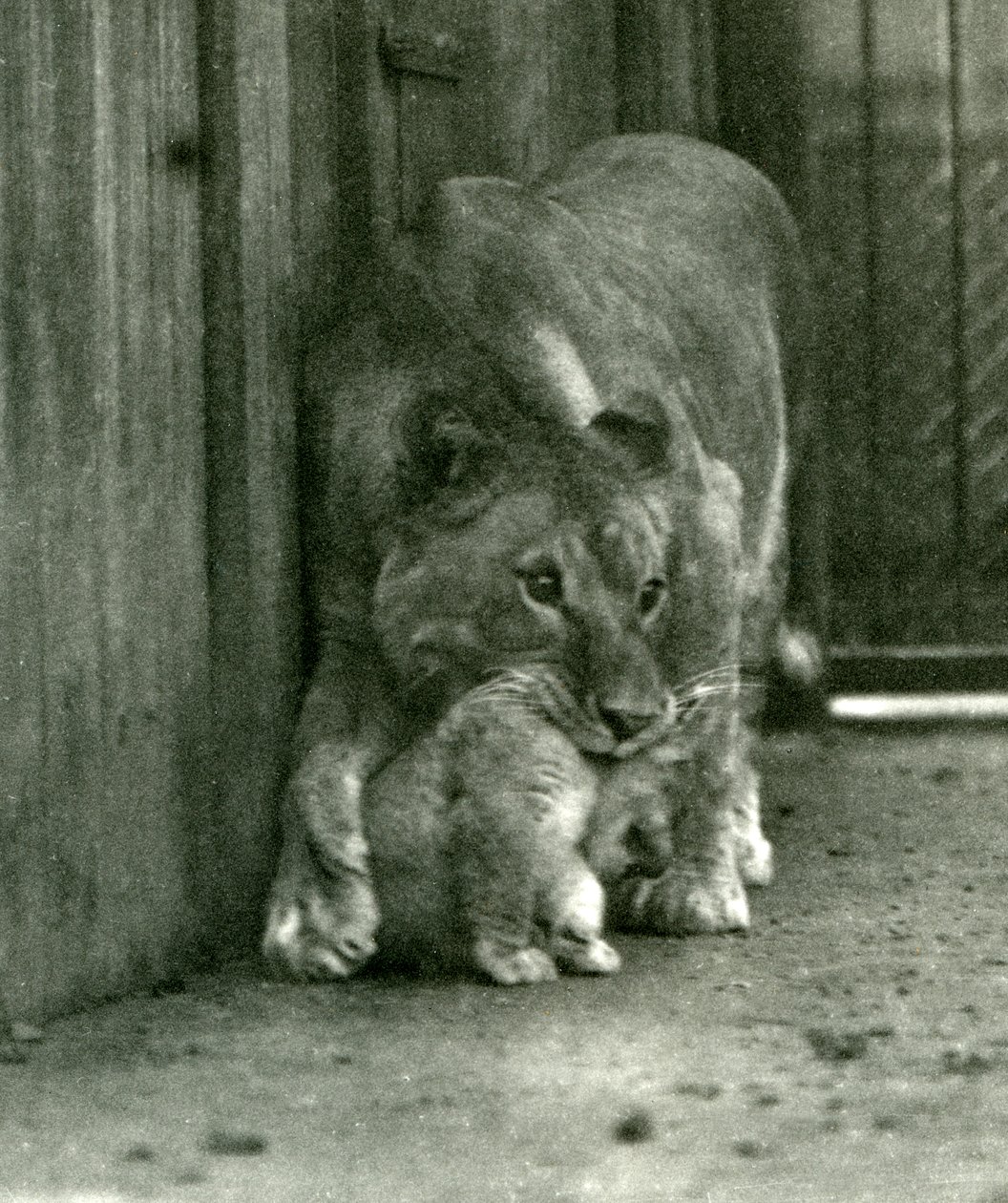 Una leona a punto de levantar a su cachorro, que había nacido en la menagerie, por el cuello, Zoológico de Londres, octubre de 1923 de Frederick William Bond