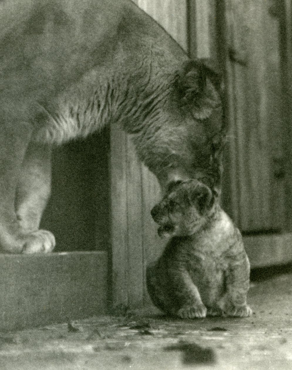 Una leona a punto de levantar a su cachorro, que había nacido en la menagerie, por el cuello, Zoológico de Londres, octubre de 1923 de Frederick William Bond