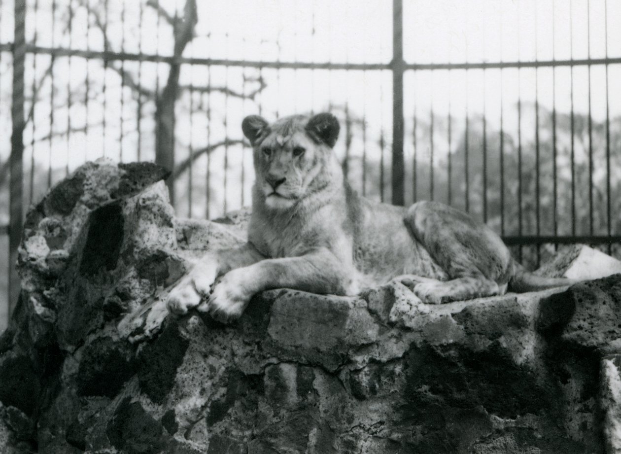 Una leona acostada en una pared en su recinto en el Zoológico de Londres en 1923 de Frederick William Bond