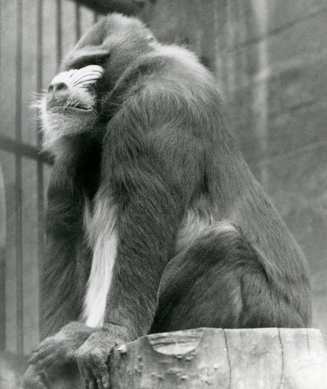 Un mandril macho George sentado en un tronco en su recinto, zoológico de Londres, agosto 1923 de Frederick William Bond