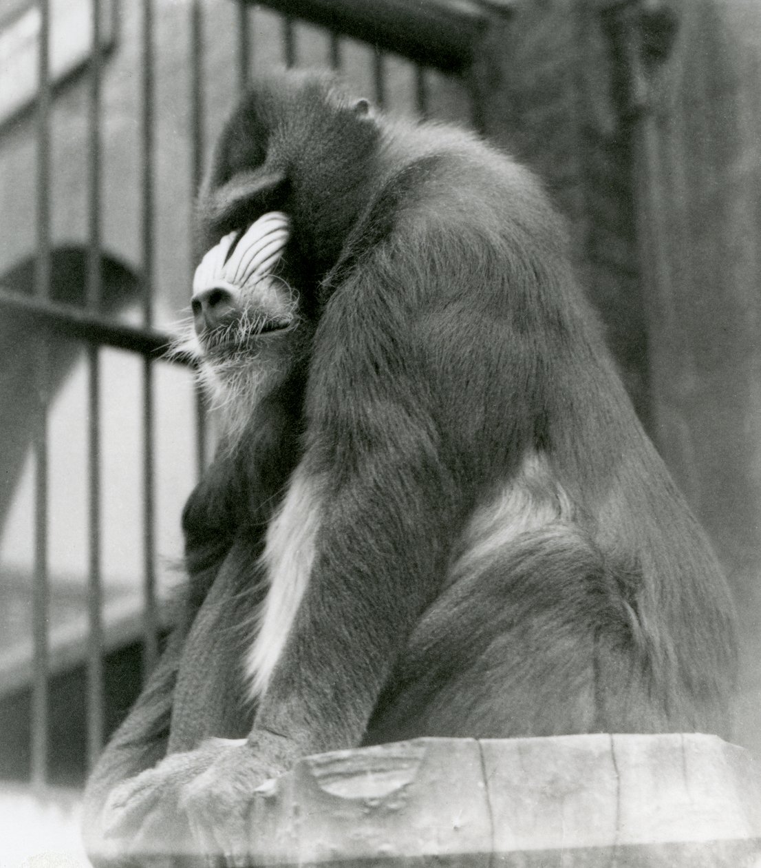 Un mandril macho George sentado en un tronco en su recinto, zoológico de Londres, agosto 1923 de Frederick William Bond