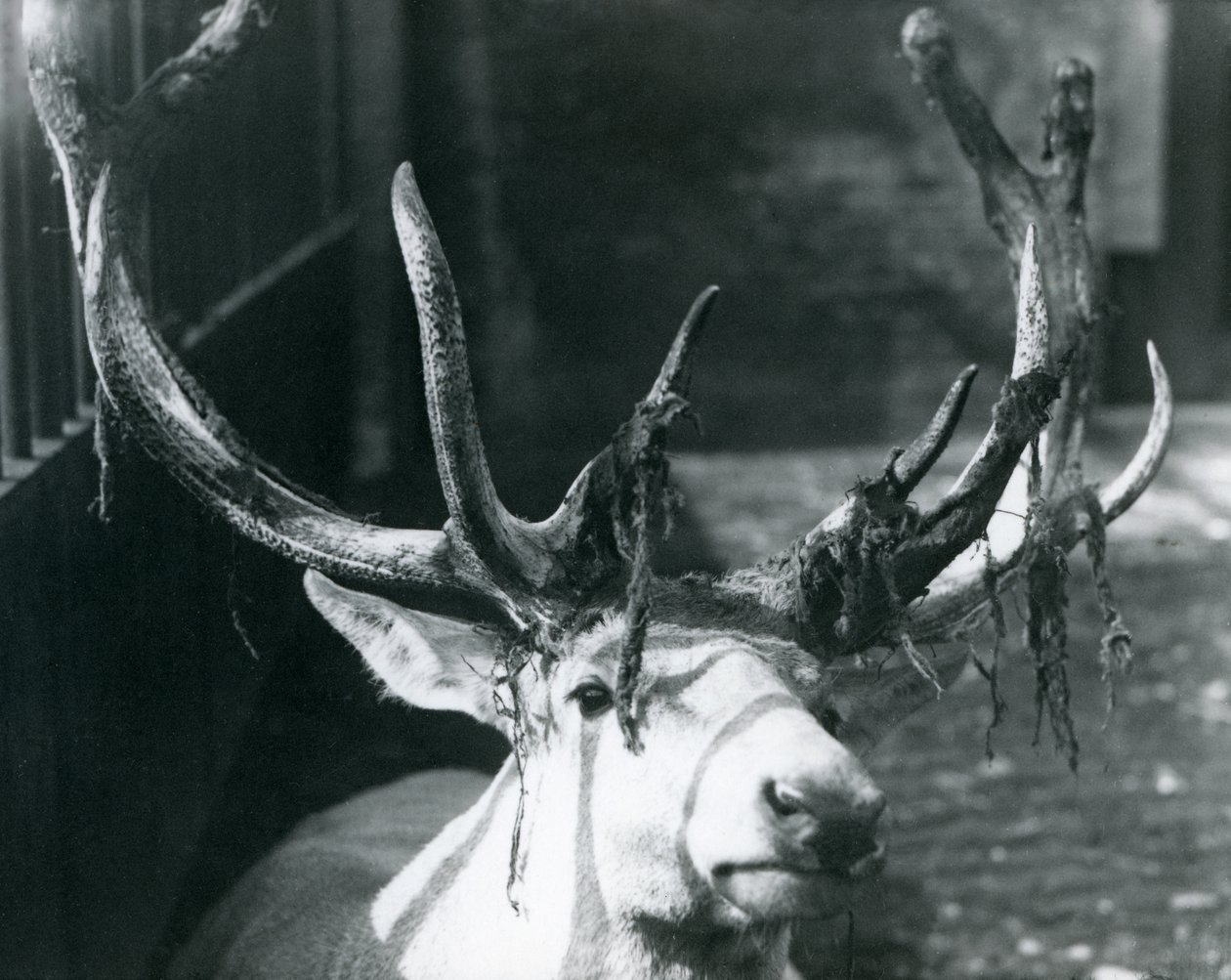 Un ciervo maduro de Wallich, mudando el terciopelo en el Zoológico de Londres, octubre de 1922 de Frederick William Bond