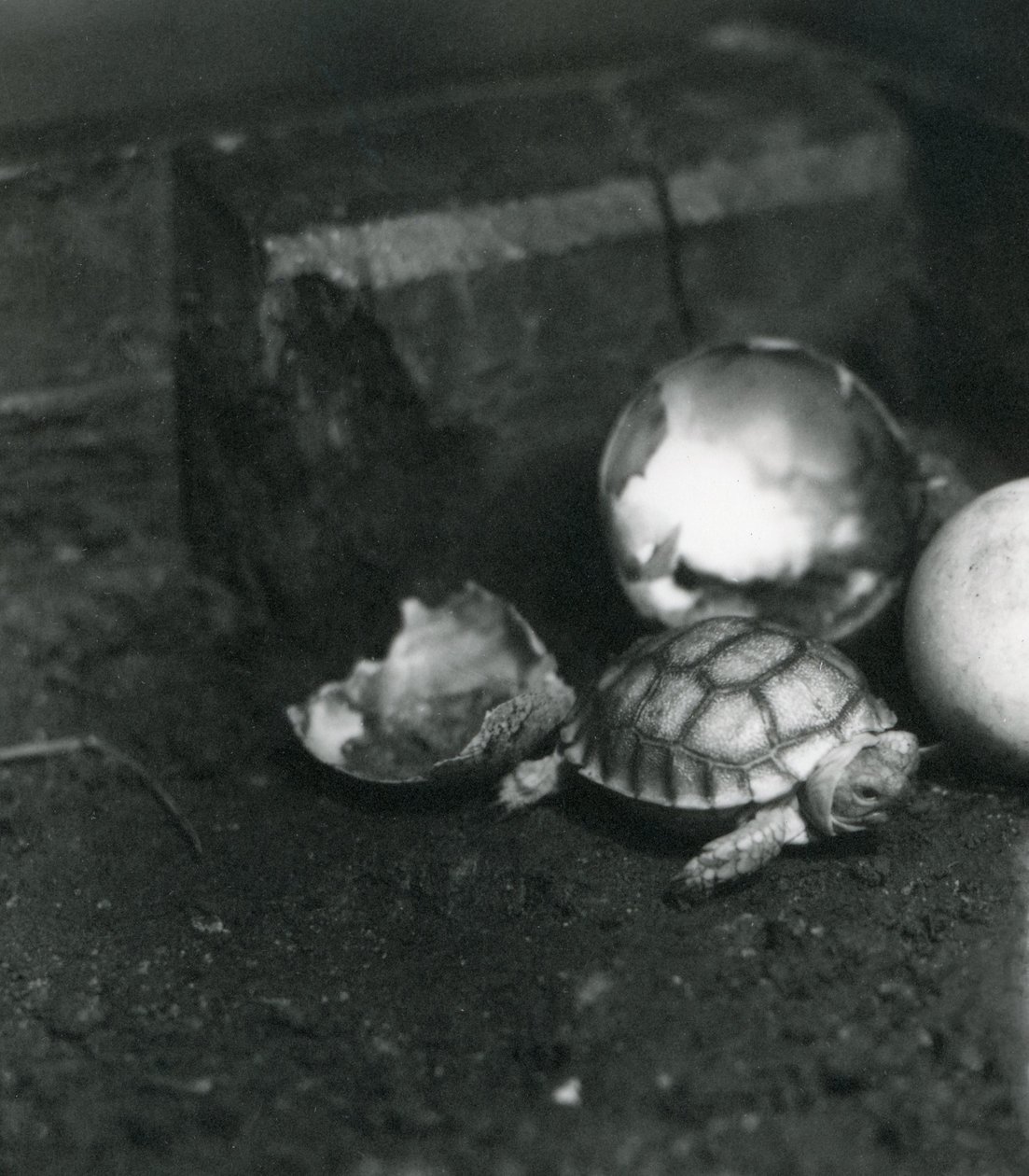 Una tortuga recién nacida de surco o espolón africano en el zoológico de Londres, julio de 1922 de Frederick William Bond