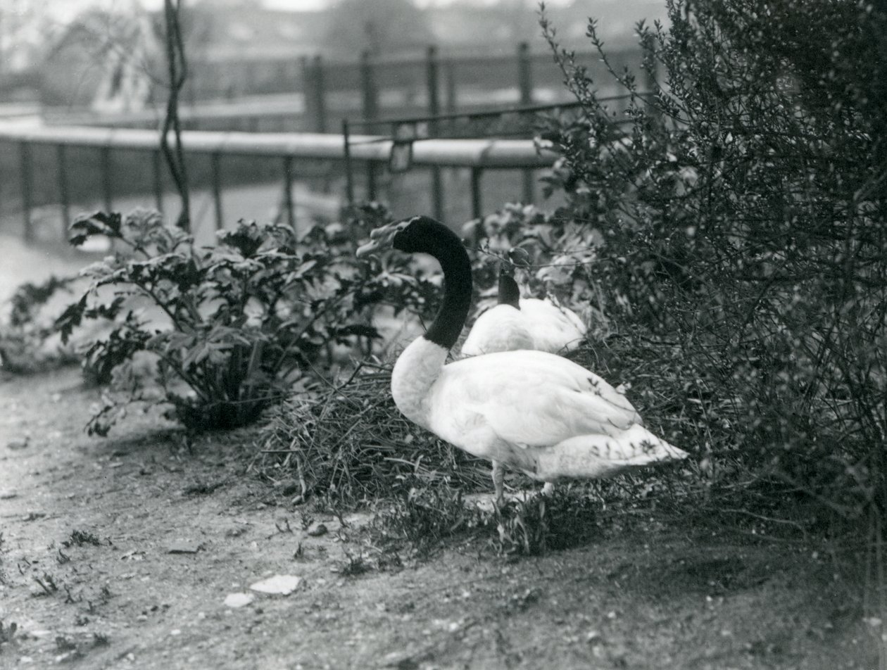 Un par de cisnes de cuello negro anidando en el zoológico de Londres, abril de 1923 de Frederick William Bond