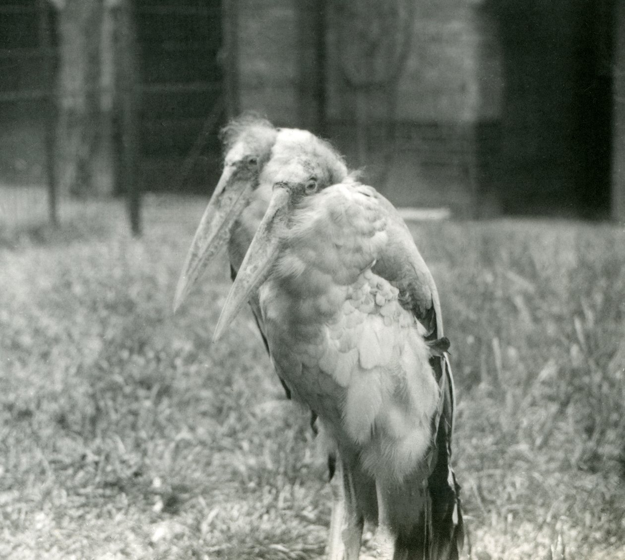 Un par de cigüeñas adjutant mayores indias en el Zoológico de Londres, septiembre de 1923 de Frederick William Bond