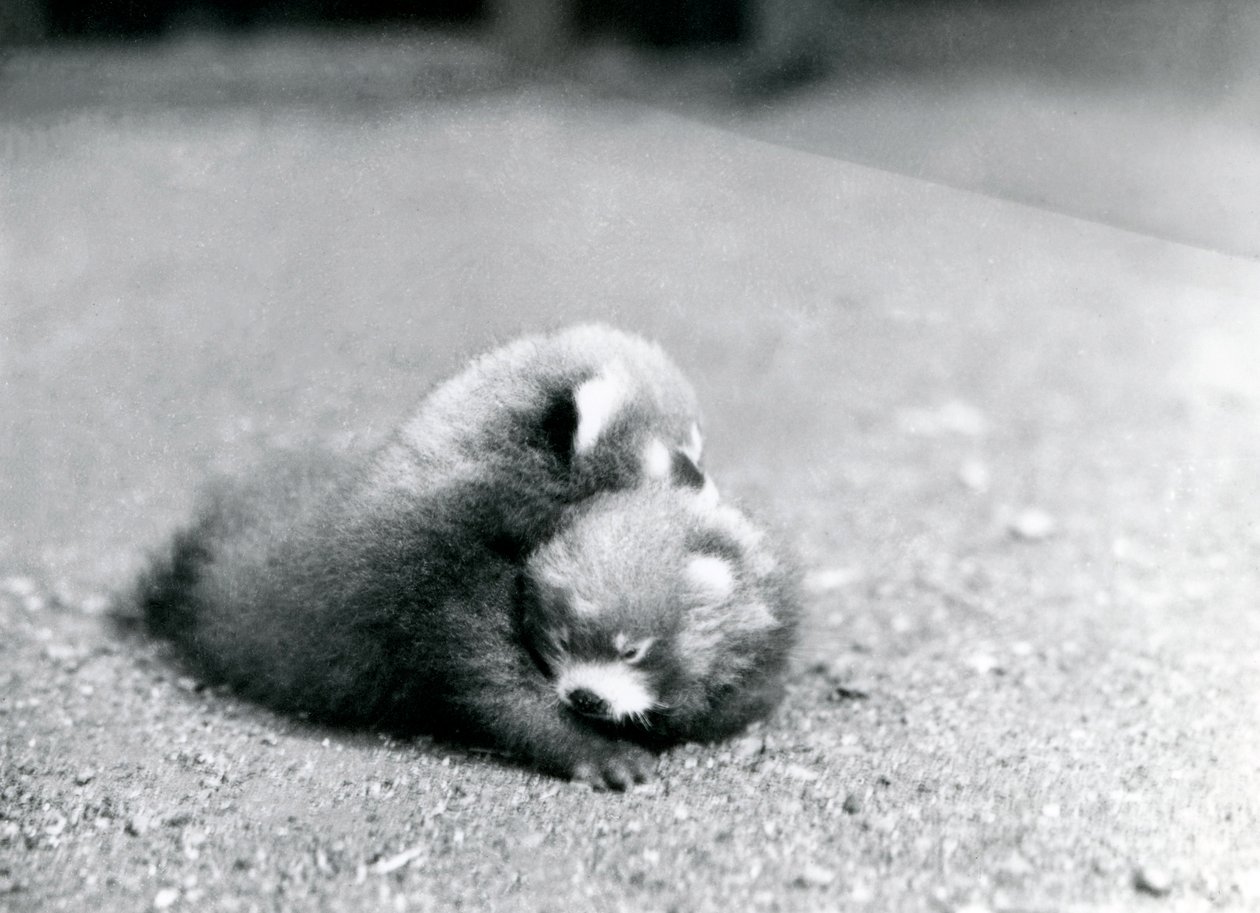 Un par de pandas rojos bebés en el Zoológico de Londres, 1919 de Frederick William Bond