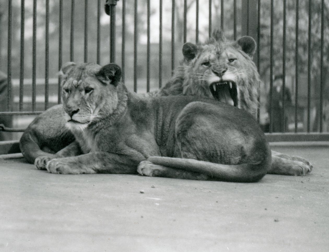 Una pareja de leones, Abdullah y Fatima, Zoológico de Londres, mayo de 1923 de Frederick William Bond