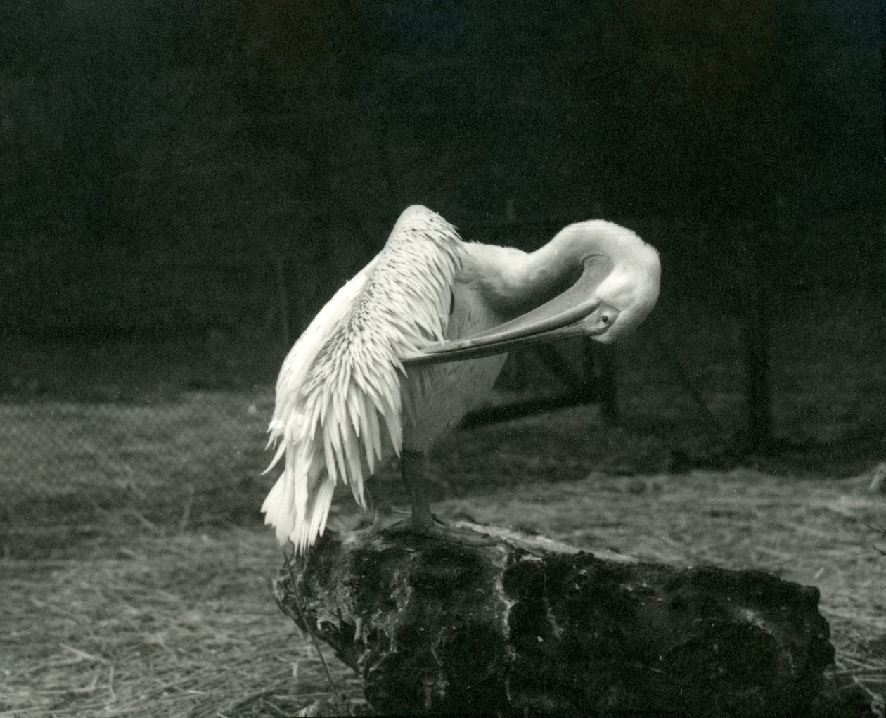 Un pelícano acicalando su ala en el zoológico de Londres, junio 1922 de Frederick William Bond