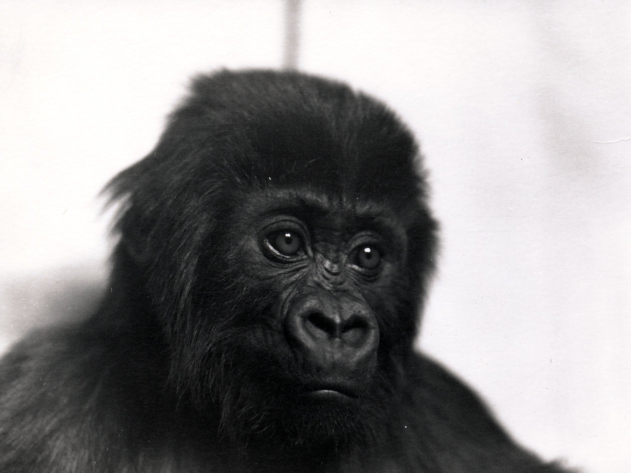 Un retrato del gorila 