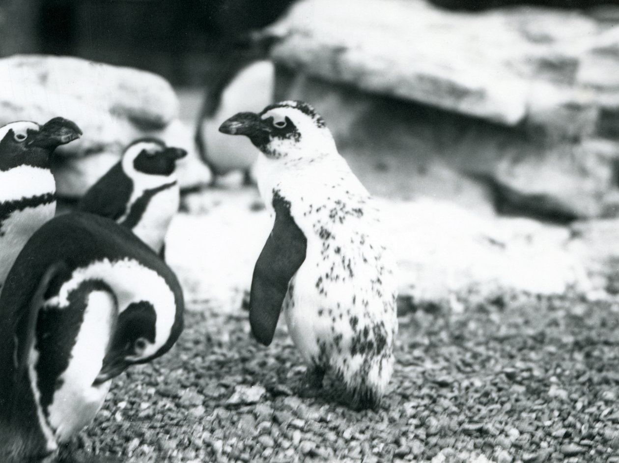 Un pequeño grupo de pingüinos de patas negras, incluyendo uno con marcas aberrantes, en el Zoológico de Londres, mayo de 1914 de Frederick William Bond