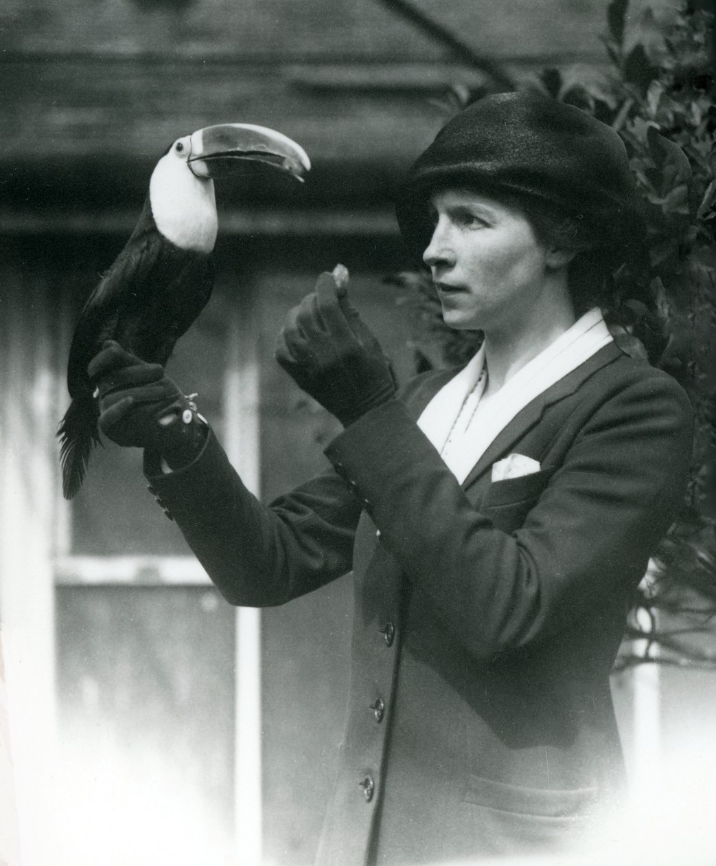 Un tucán de garganta blanca es alimentado por una dama mientras se posa en su mano enguantada, Zoológico de Londres, 1923 de Frederick William Bond